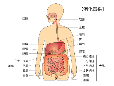 池新田クリニック消化器科